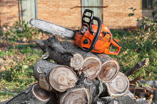 Tree Root Removal in Mesquite, TX